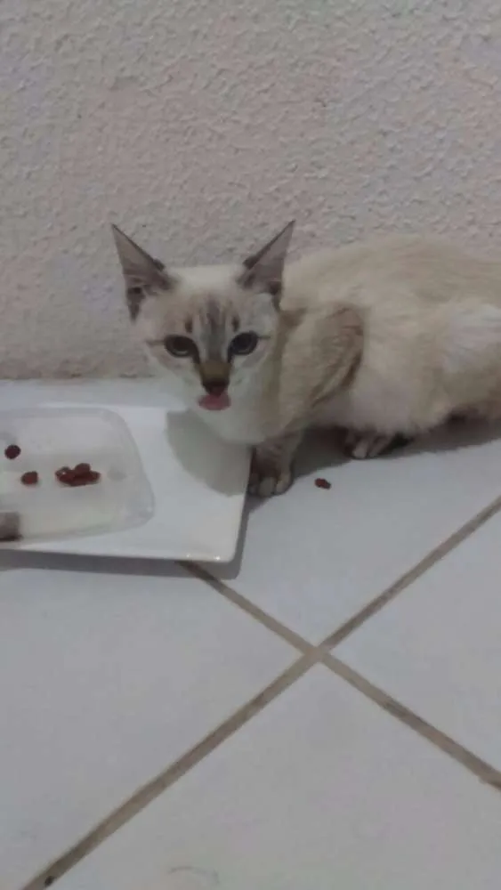 Gato ra a SRD idade  nome Lolla