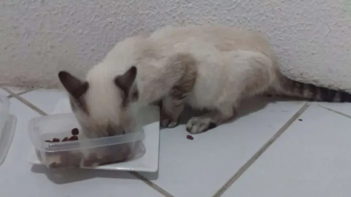 Gato ra a SRD idade  nome Lolla