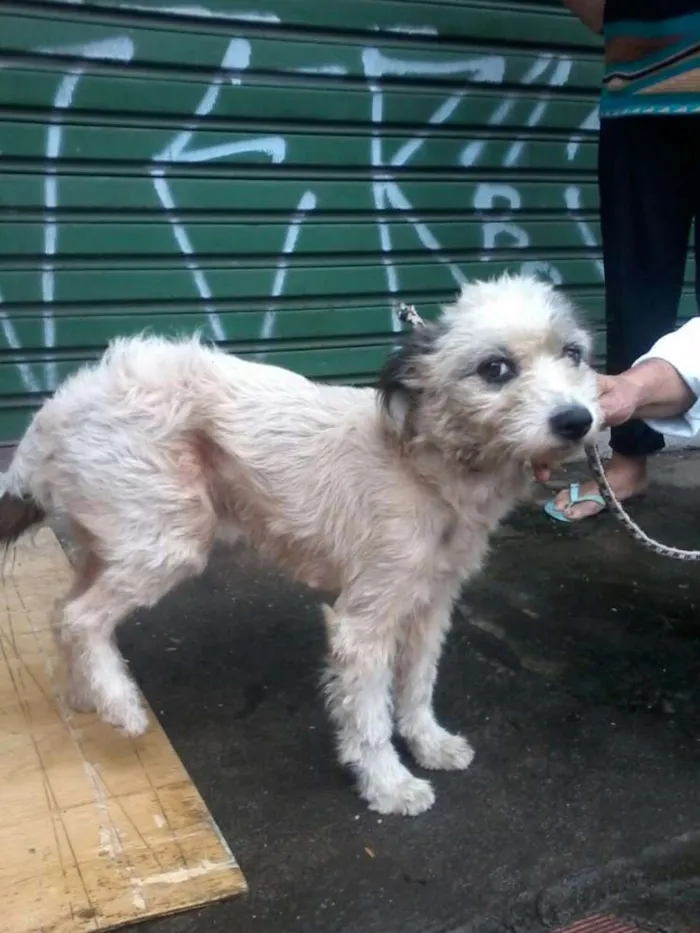 Cachorro ra a Poodle idade 2 anos nome Noele