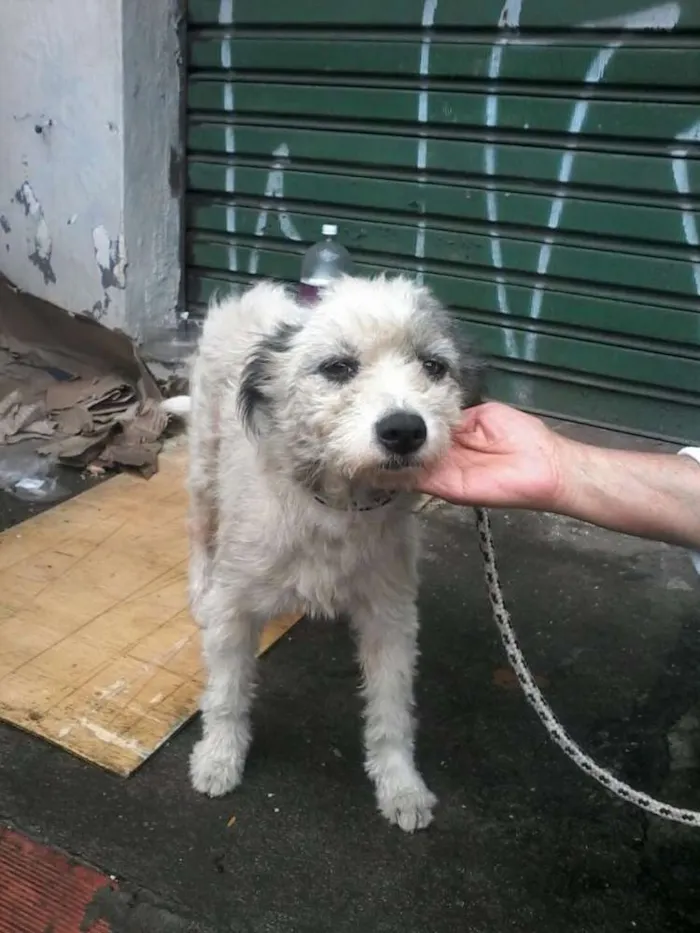 Cachorro ra a Poodle idade 2 anos nome Noele