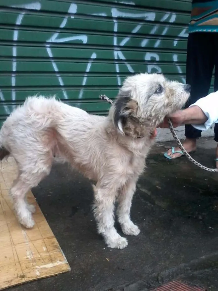 Cachorro ra a Poodle idade 2 anos nome Noele