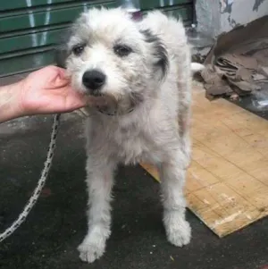 Cachorro raça Poodle idade 2 anos nome Noele