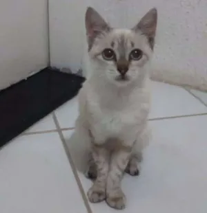 Gato raça SRD idade  nome Lolla