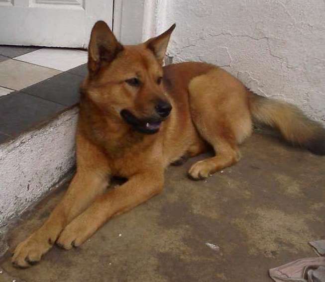 Cachorro Bob para doacao Chow Chow x Akita Macho 4 anos