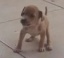 Cachorro ra a  idade Abaixo de 2 meses nome Mel