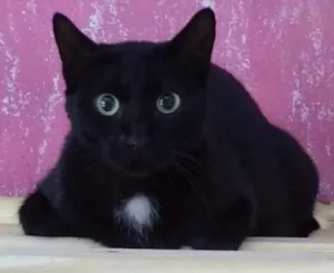 Gato raça SRD idade 3 anos nome Pretinha 