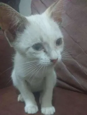Gato raça SRD idade 2 a 6 meses nome Cloe