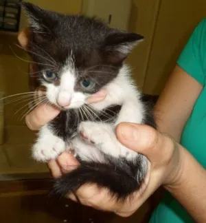 Gato raça SRD idade 2 a 6 meses nome Filhotes