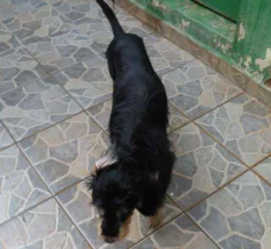 Cachorro raça SRD idade 1 ano nome Pretinha