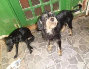 Cachorro raça SRD idade 7 a 11 meses nome Bily