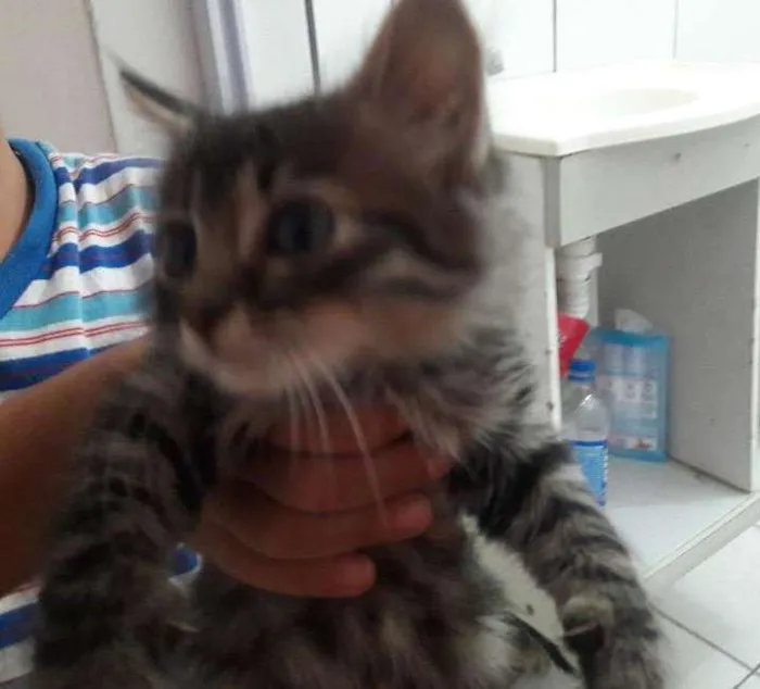 Gato ra a Não sei  idade Abaixo de 2 meses nome Fofinho e Sapeca 