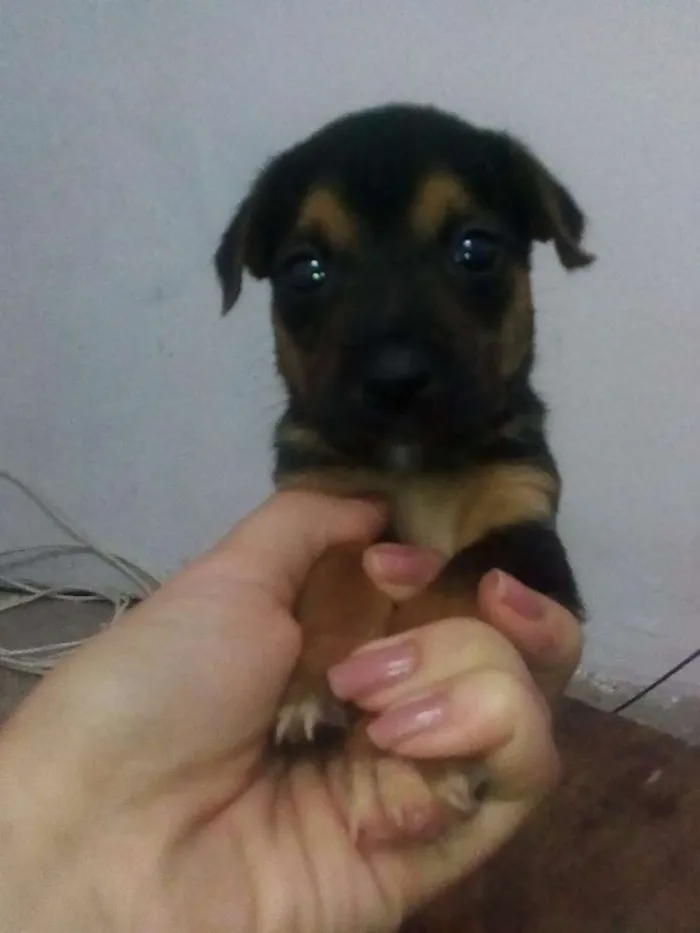 Cachorro raça vira lata idade 2 a 6 meses nome sem nome