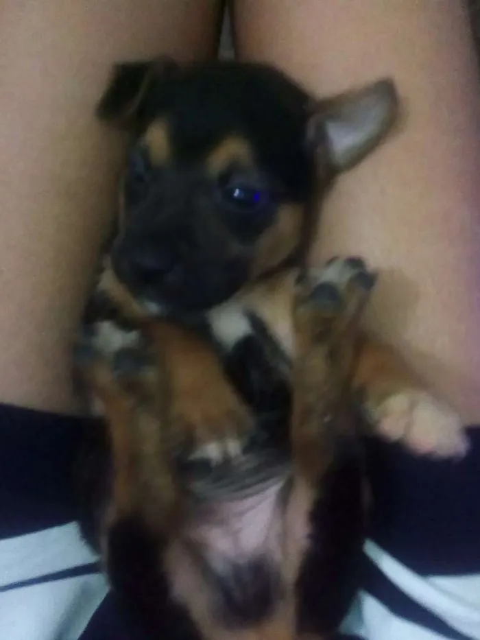 Cachorro raça vira lata idade 2 a 6 meses nome sem nome