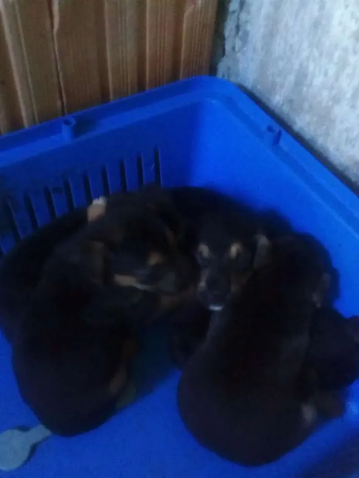 Cachorro raça vira lata idade 2 a 6 meses nome sem nome