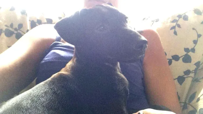 Cachorro ra a Vira lata idade 2 a 6 meses nome Thor