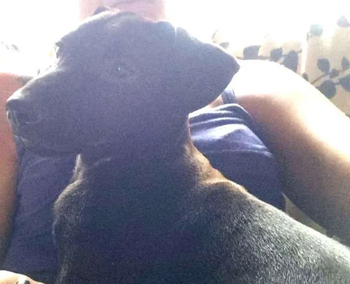 Cachorro ra a Vira lata idade 2 a 6 meses nome Thor