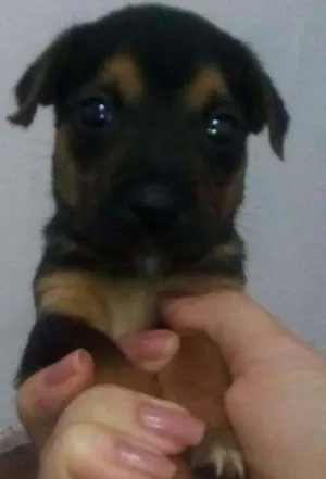 Cachorro raça vira lata idade 2 a 6 meses nome sem nome