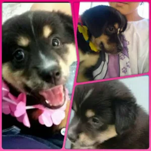 Cachorro raça S. R. D idade 2 a 6 meses nome Luma 
