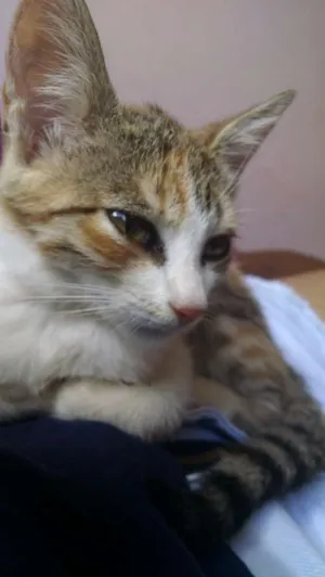 Gato raça SRD idade 2 a 6 meses nome Margô