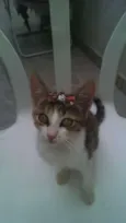 Margô