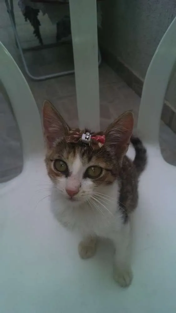 Gato raça SRD idade 2 a 6 meses nome Margô