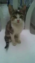 Margô
