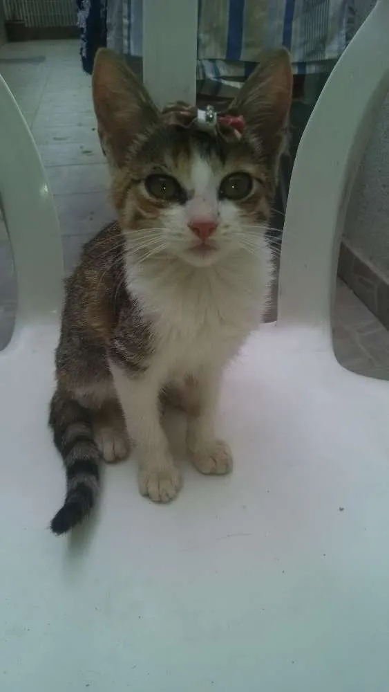 Gato raça SRD idade 2 a 6 meses nome Margô