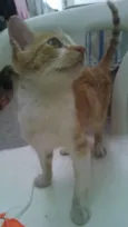 Albertinho 