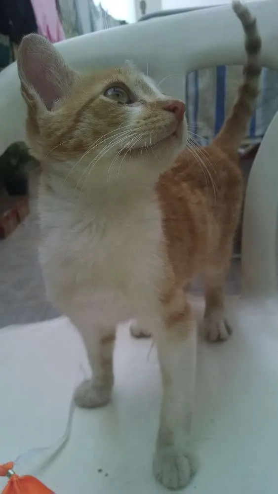 Gato raça SRS  idade 2 a 6 meses nome Albertinho 