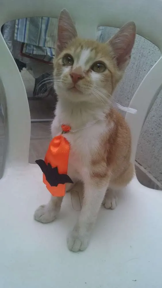 Gato raça SRS  idade 2 a 6 meses nome Albertinho 