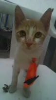 Albertinho 