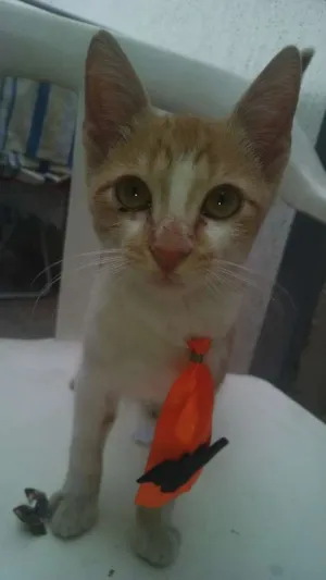 Gato raça SRS  idade 2 a 6 meses nome Albertinho 
