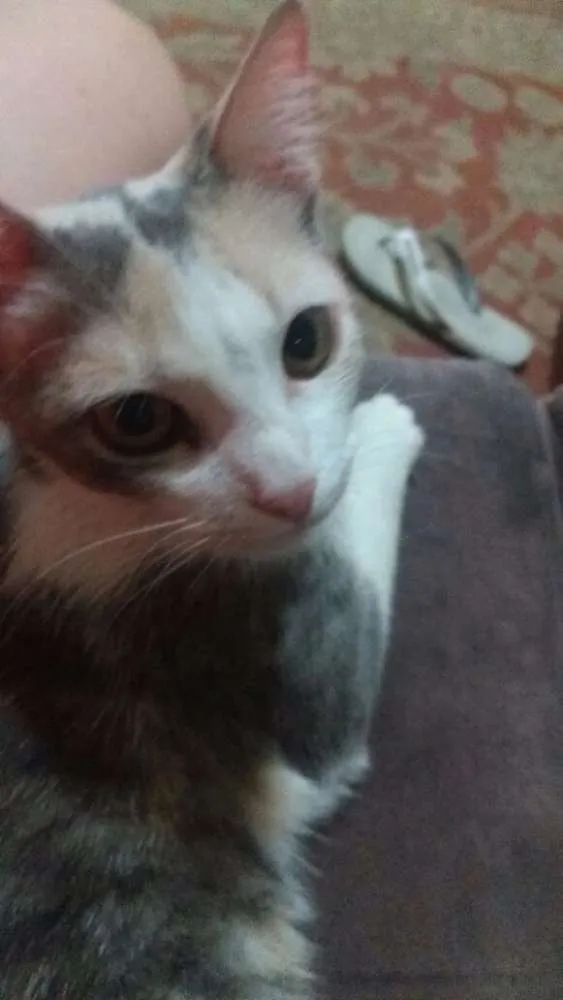 Gato raça SRD idade 7 a 11 meses nome Filó