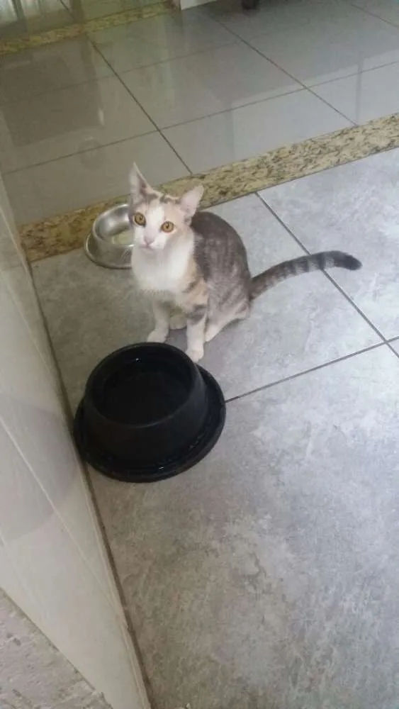 Gato raça SRD idade 7 a 11 meses nome Filó