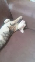 Filó