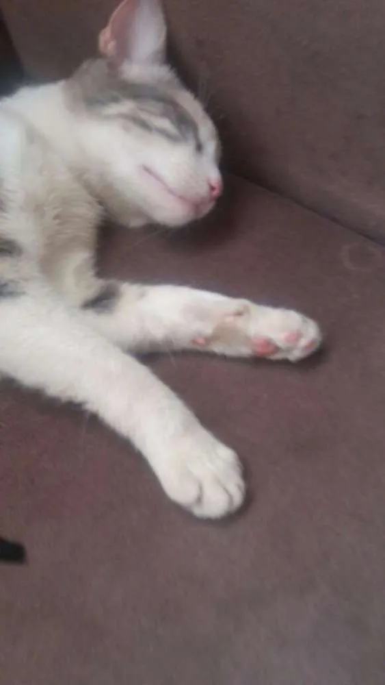 Gato raça SRD idade 7 a 11 meses nome Filó