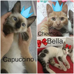 Gato raça Srd idade 2 a 6 meses nome 3 bebes