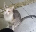 Filó