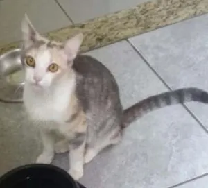 Gato raça SRD idade 7 a 11 meses nome Filó