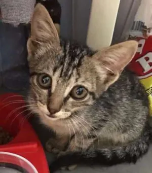 Gato raça vira-lata idade 2 a 6 meses nome Diana