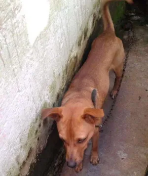 Cachorro raça Vira lata  idade 5 anos nome Bob