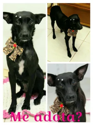 Cachorro raça SRD idade 4 anos nome Pretinha
