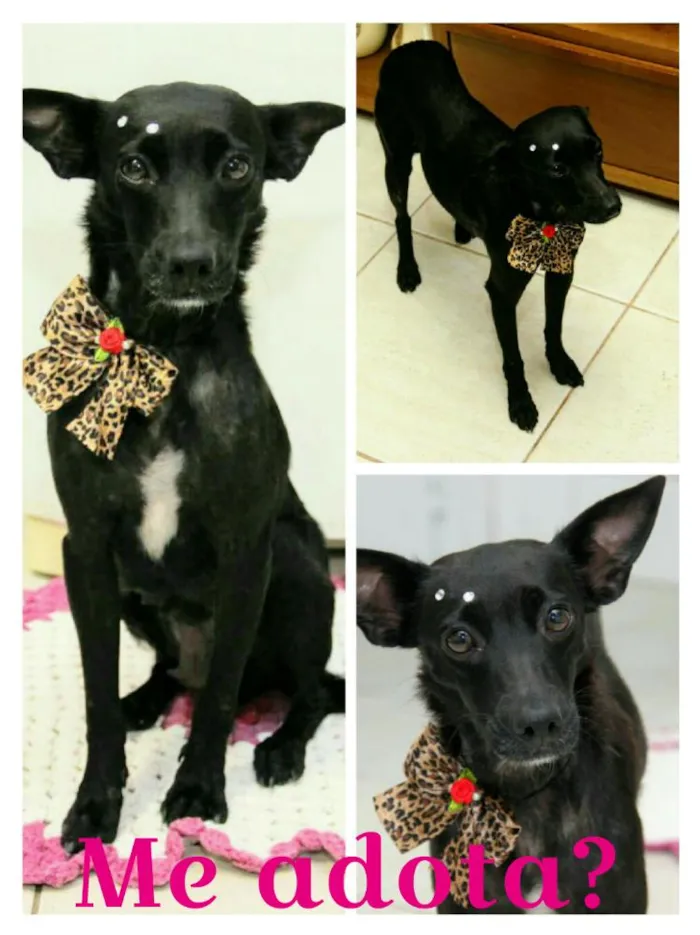 Cachorro ra a SRD idade 4 anos nome Pretinha