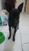 Pretinha