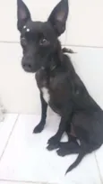 Pretinha
