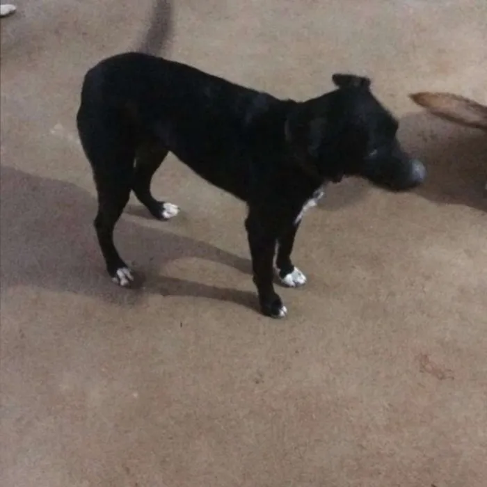 Cachorro ra a sem raça idade 1 ano nome nina