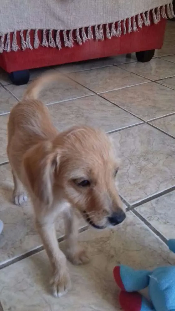 Cachorro ra a Sem raça definida idade Abaixo de 2 meses nome Caçulinha