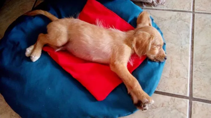 Cachorro ra a Sem raça definida idade Abaixo de 2 meses nome Caçulinha