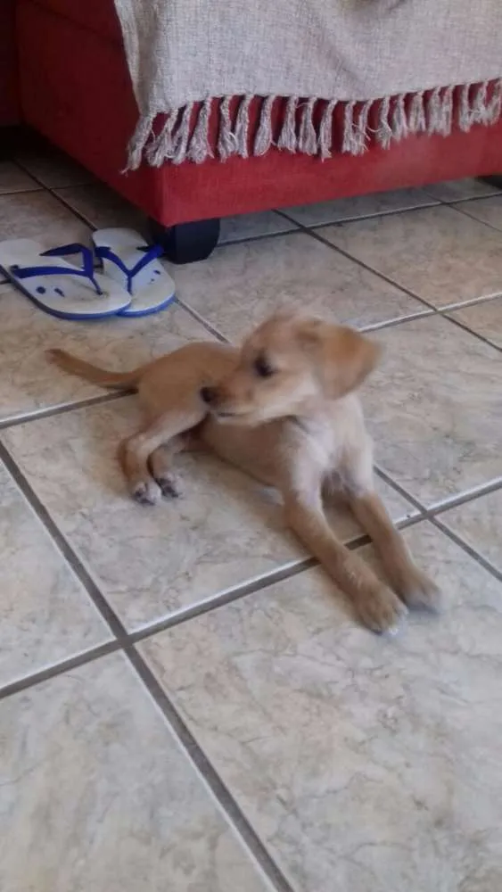Cachorro ra a Sem raça definida idade Abaixo de 2 meses nome Caçulinha