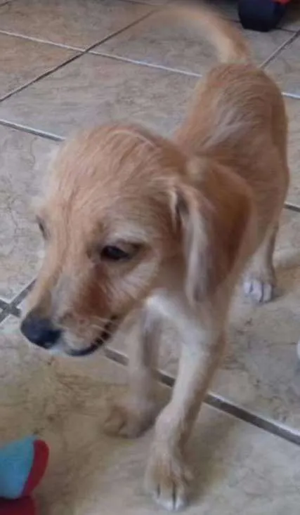 Cachorro ra a Sem raça definida idade Abaixo de 2 meses nome Caçulinha